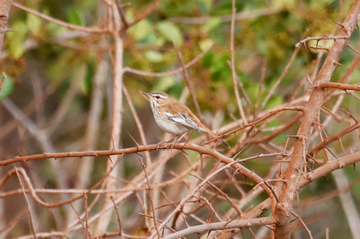 White-browed Scrub-Robin - ML632145990