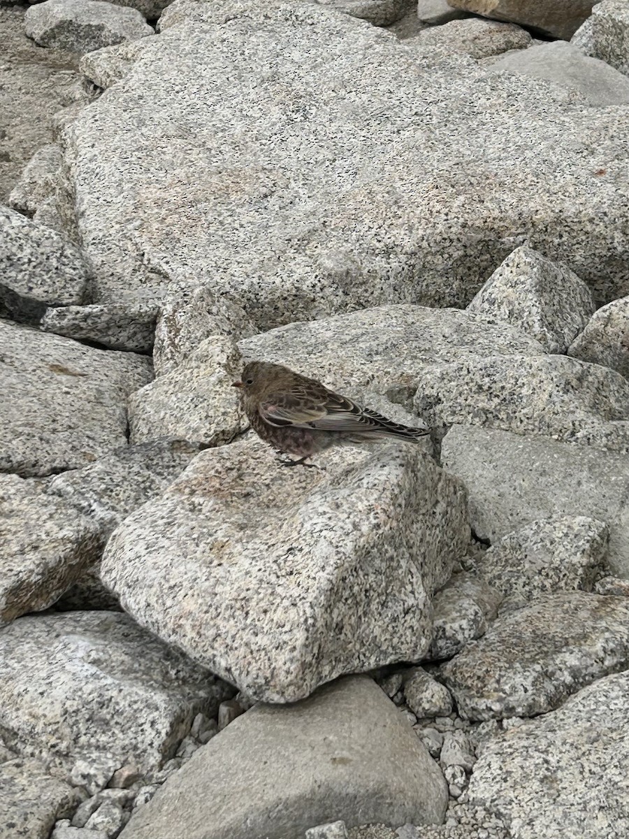 Gray-crowned Rosy-Finch - ML632146034