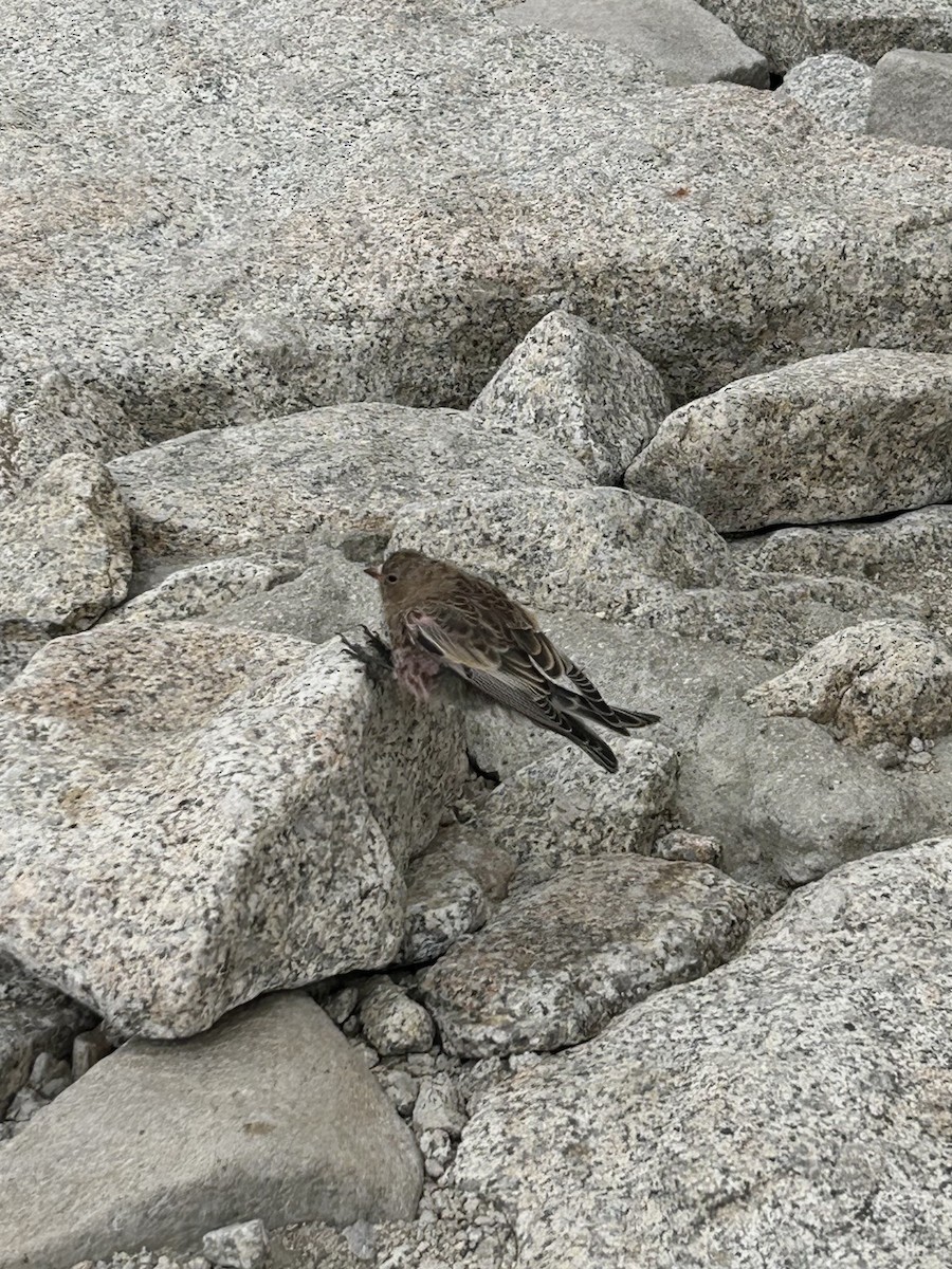 Gray-crowned Rosy-Finch - ML632146035