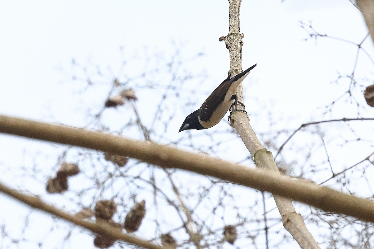 Magpie Mannikin - ML632146045