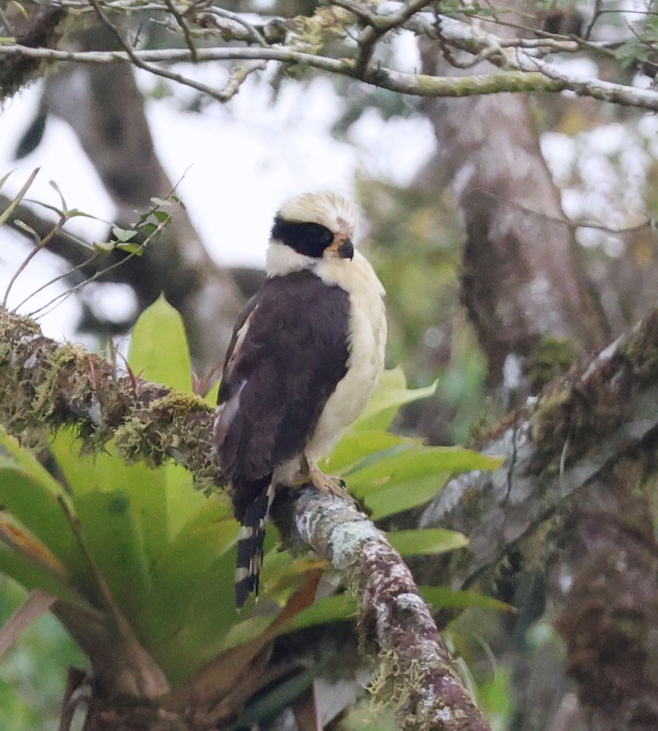 Laughing Falcon - ML632146046