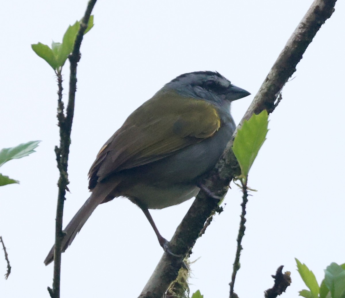 Black-striped Sparrow - ML632146080