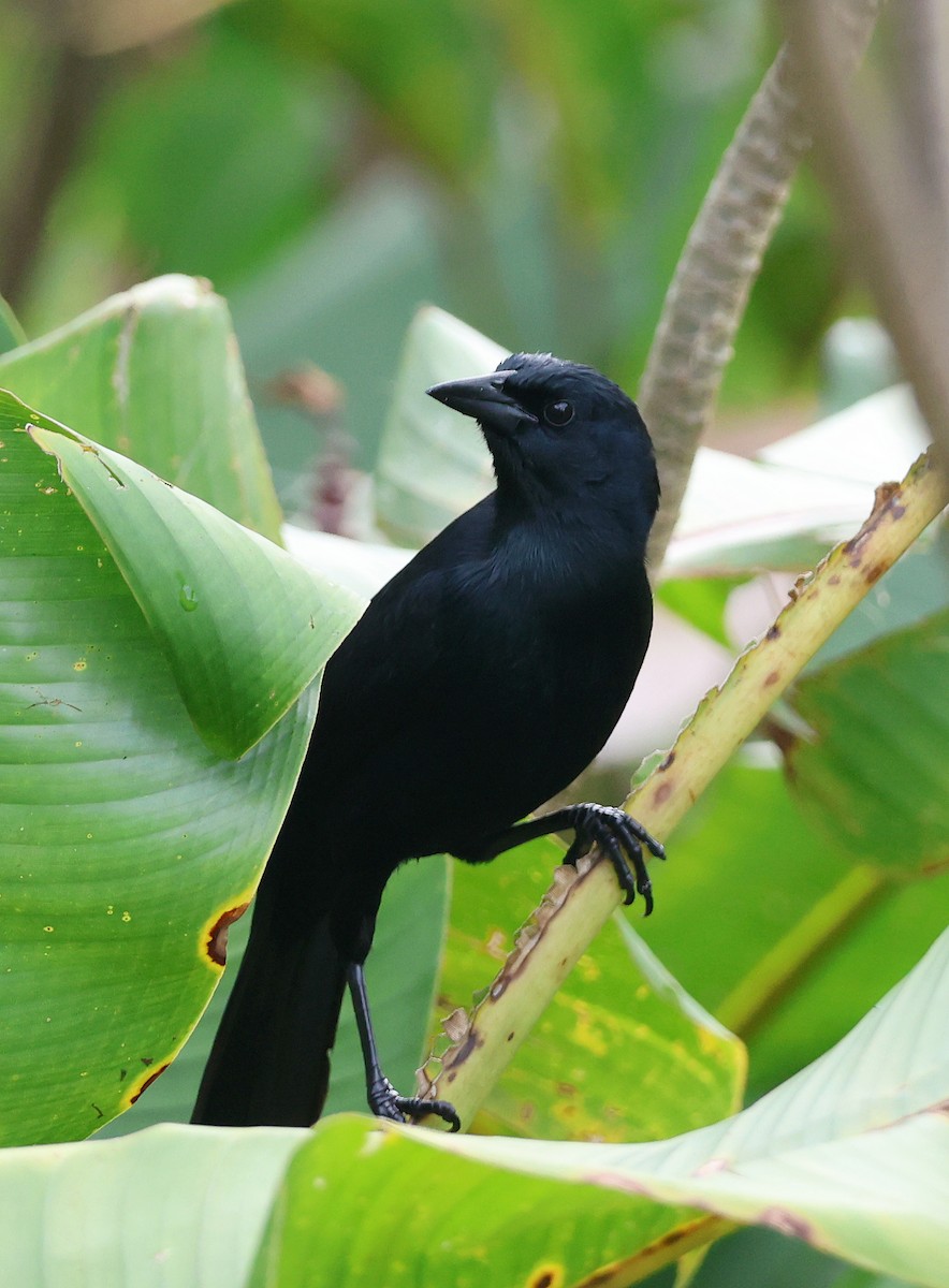 Melodious Blackbird - ML632146086