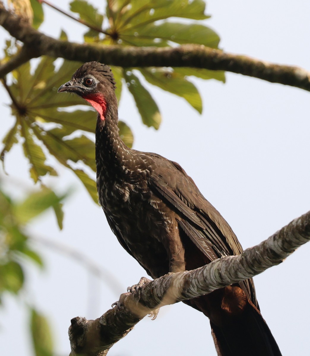 Crested Guan - ML632146202