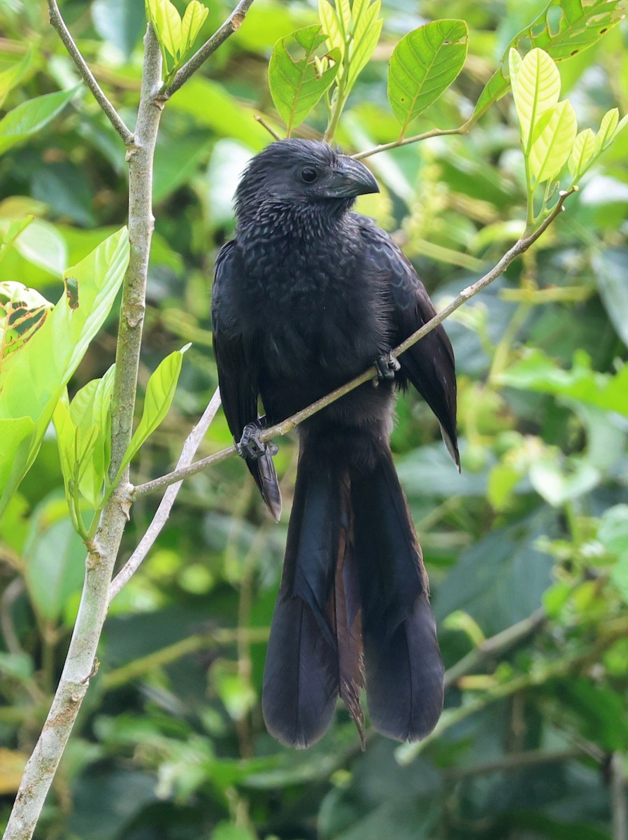 Groove-billed Ani - ML632146212