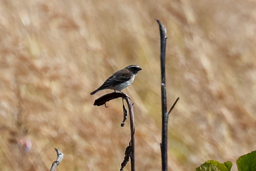 White-browed Sparrow-Weaver - ML632146219