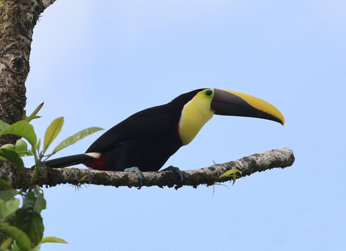 Yellow-throated Toucan - ML632146223