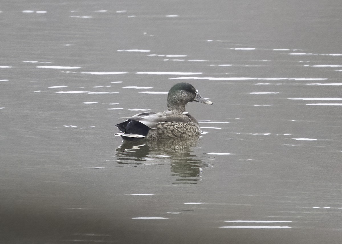 Mallard - ML632146237