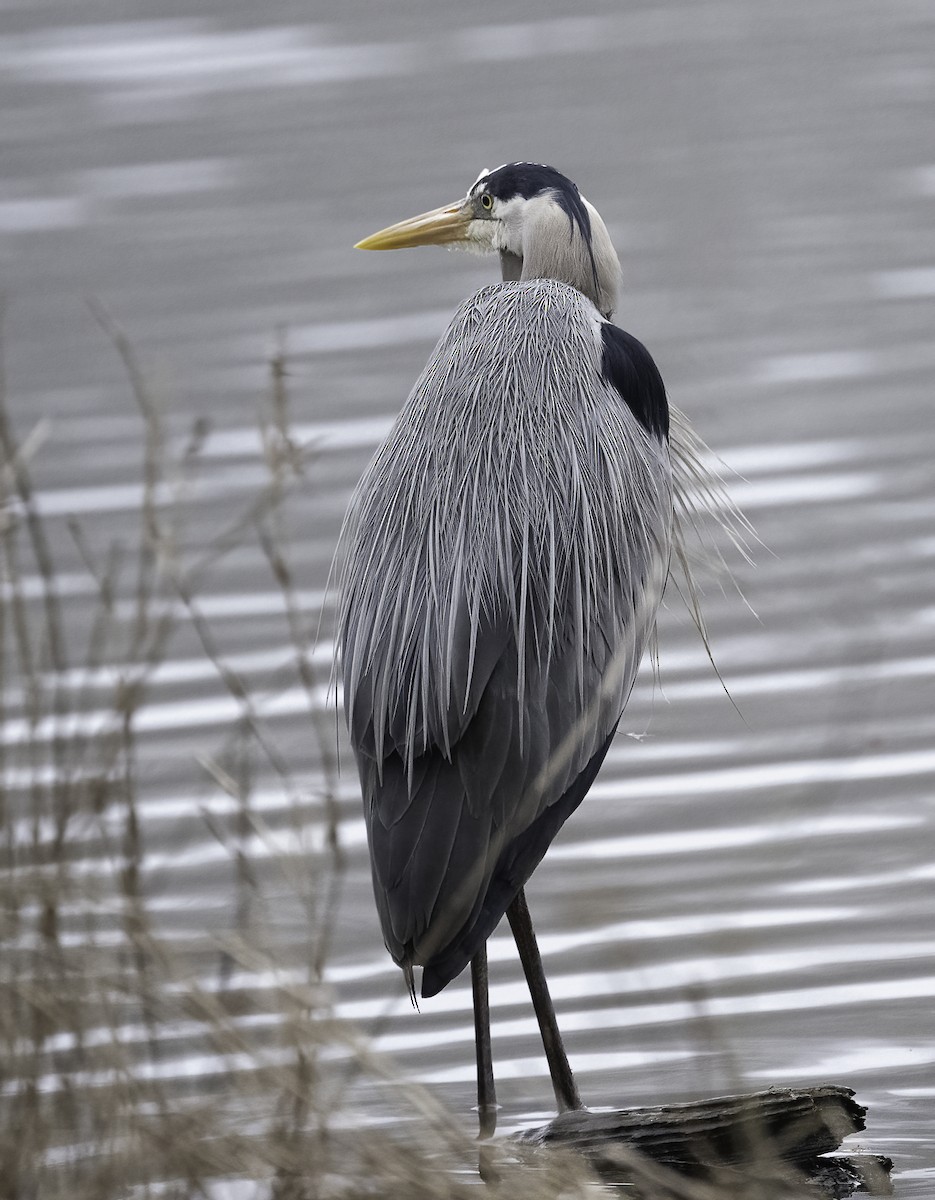 Great Blue Heron - ML632146281
