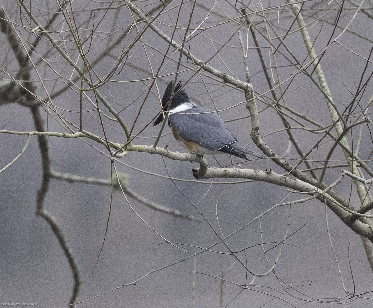 Belted Kingfisher - ML632146299