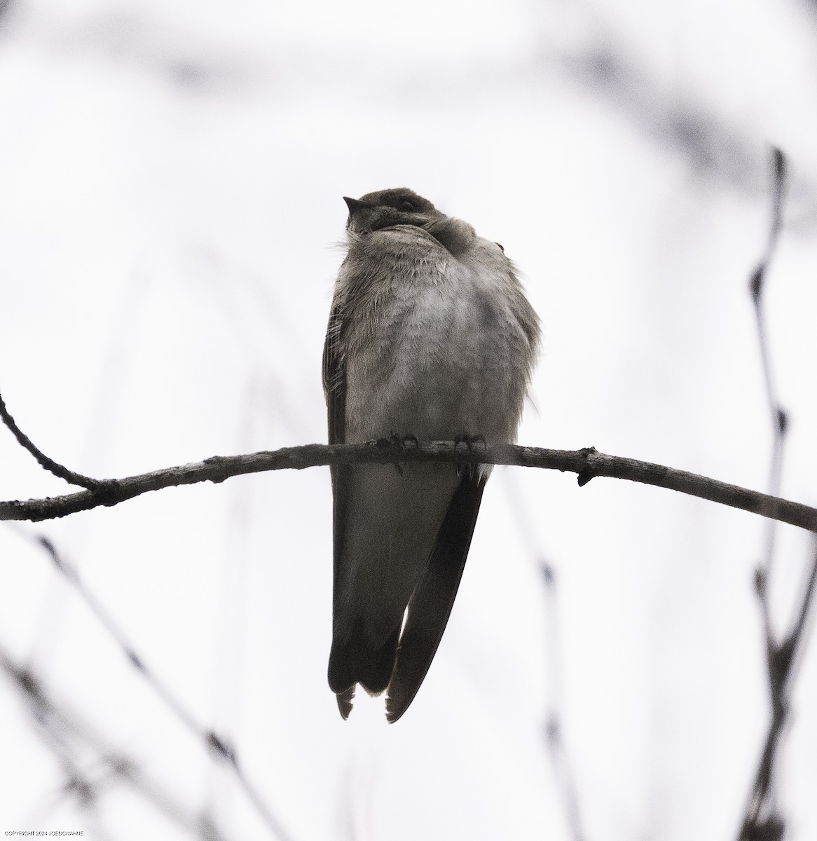 Northern Rough-winged Swallow - ML632146329