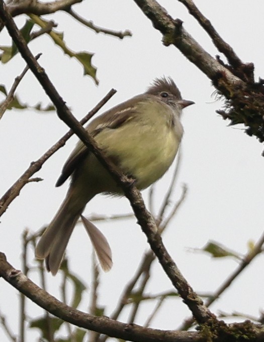 Yellow-bellied Elaenia - ML632146425