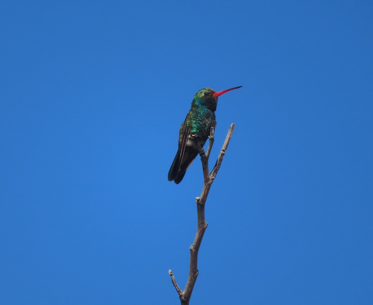 Broad-billed Hummingbird - ML632146458