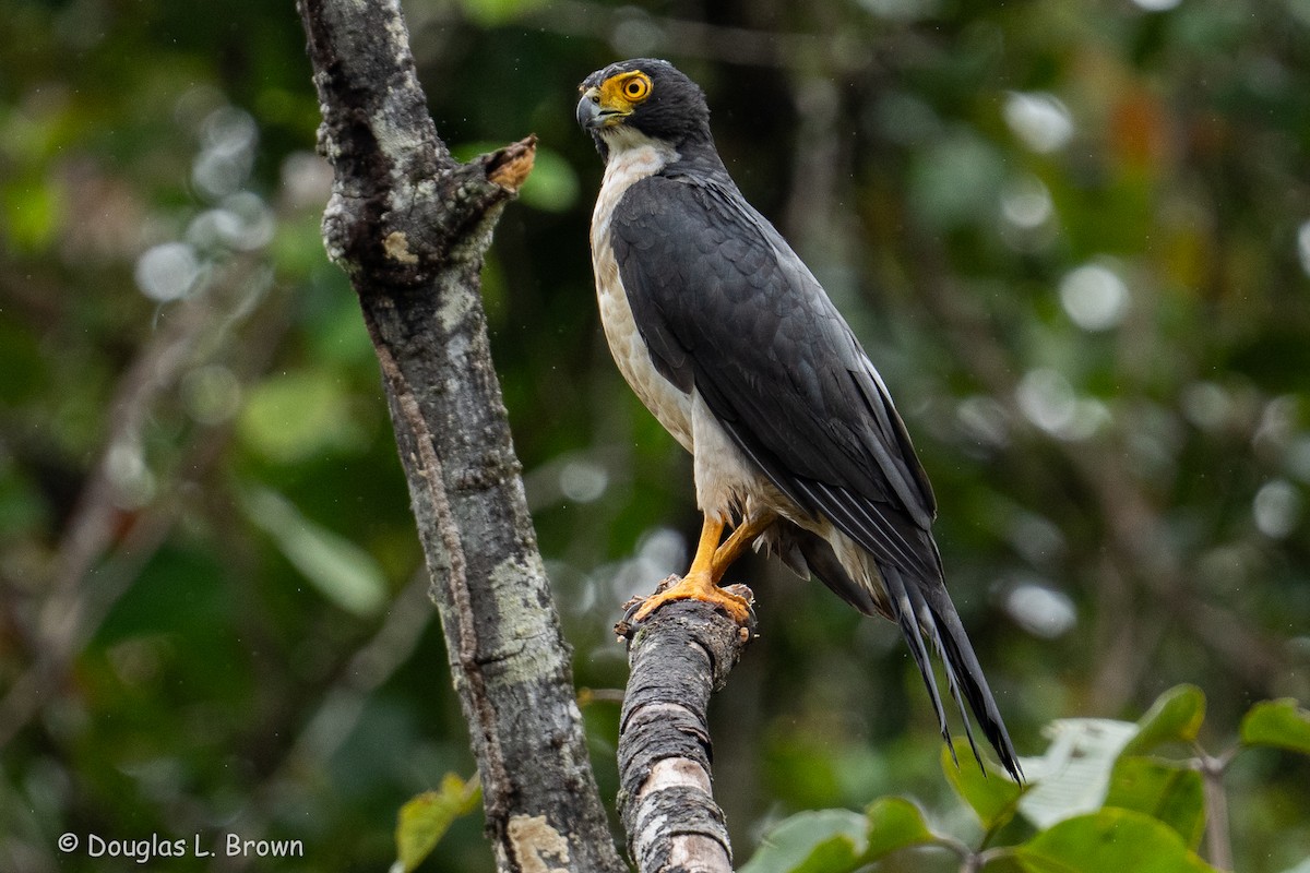 Gray-bellied Hawk - ML632146614