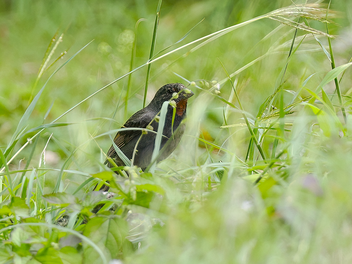 Lesser Antillean Bullfinch - John Bruder