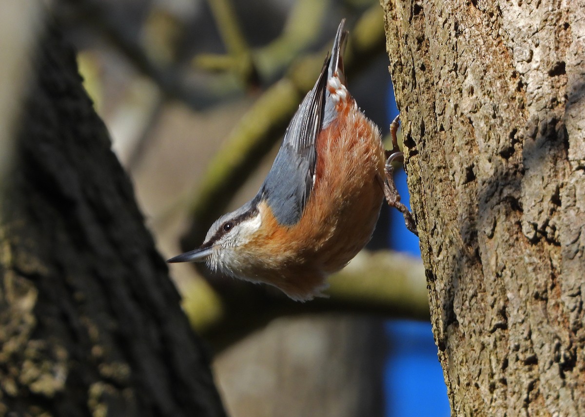 Eurasian Nuthatch - ML632146649