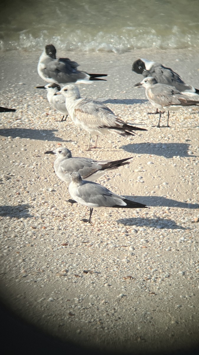 Ring-billed Gull - ML632146688