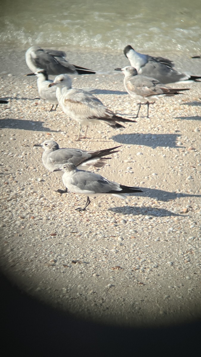 Ring-billed Gull - ML632146689