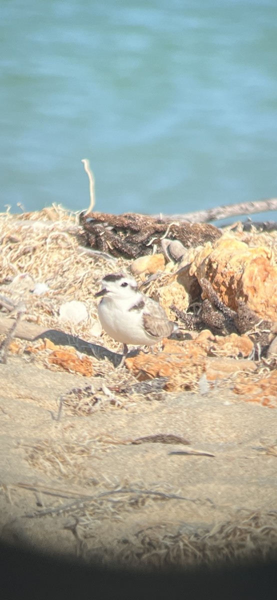Snowy Plover - ML632146695