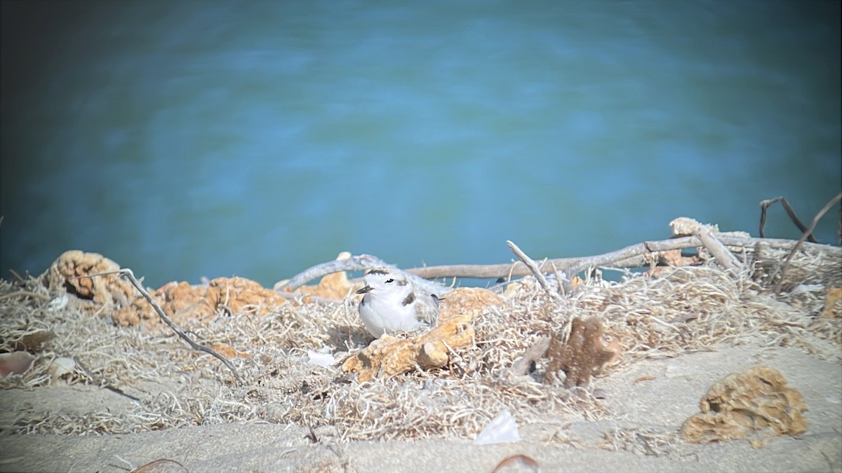 Snowy Plover - ML632146696