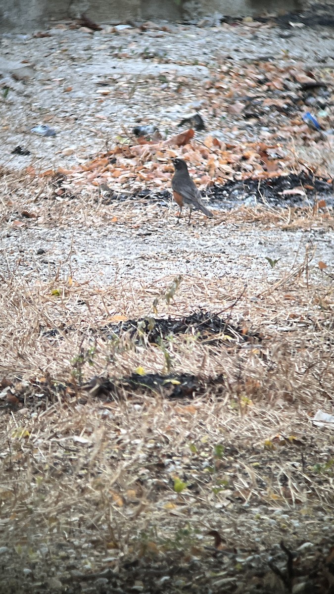 American Robin - ML632146716