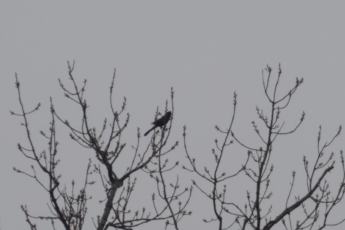 Boat-tailed Grackle - ML632147152