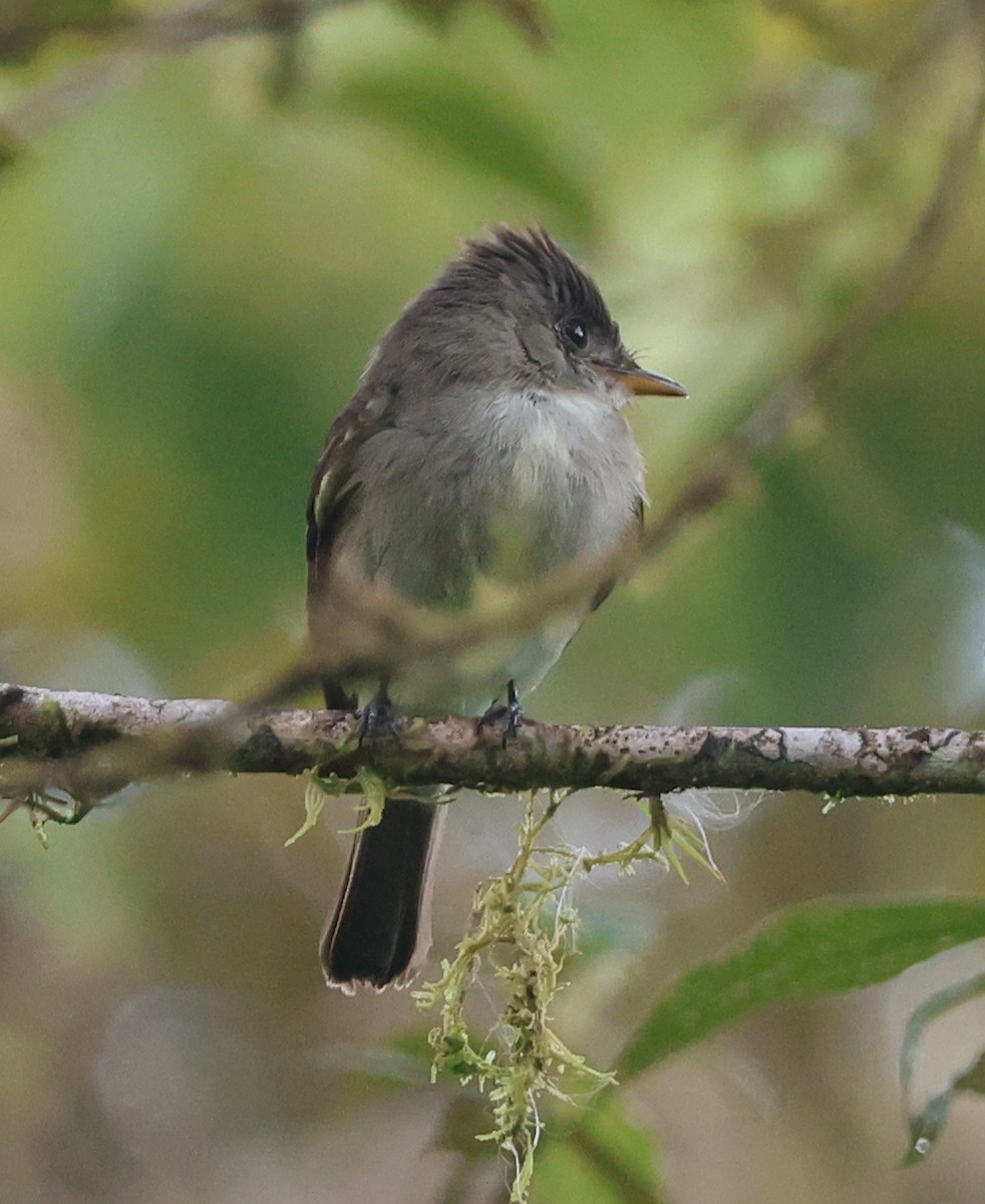 Northern Tropical Pewee - ML632147245