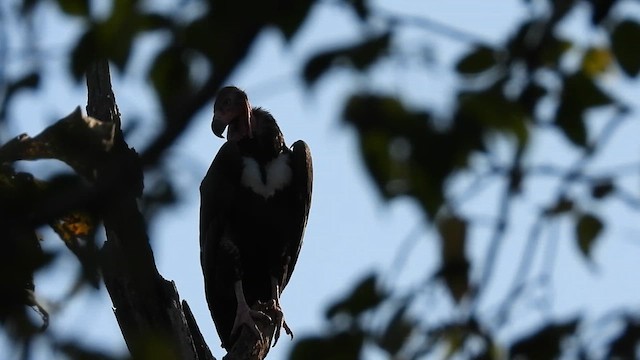 Red-headed Vulture - ML632147252