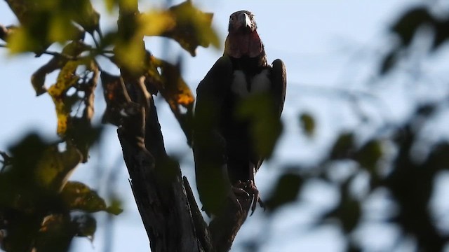 Red-headed Vulture - ML632147324