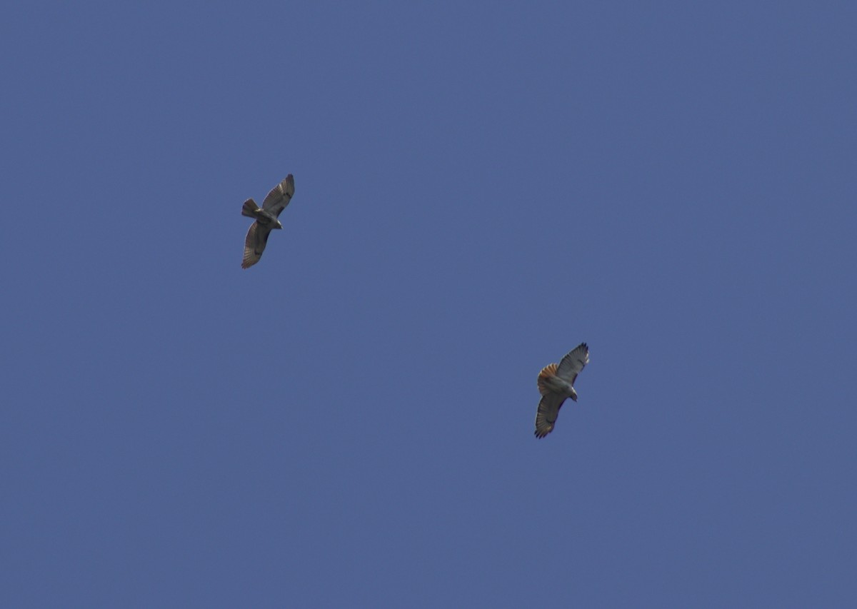 Red-tailed Hawk - ML632147548