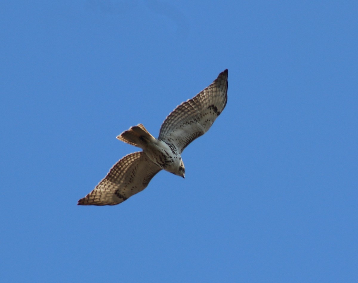 Red-tailed Hawk - ML632147552