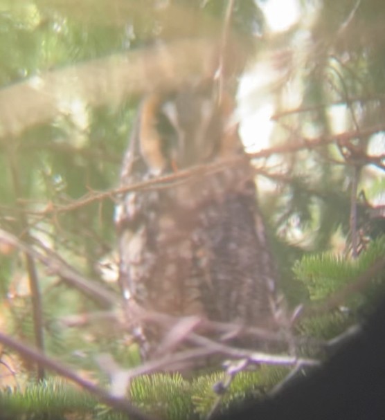 Long-eared Owl - ML632147602