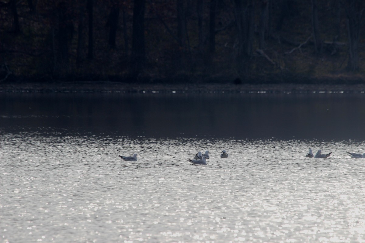Ring-billed Gull - ML632147758