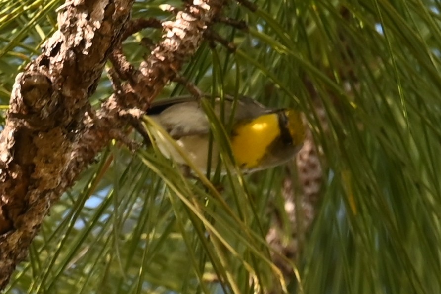 Olive-capped Warbler - ML632147872