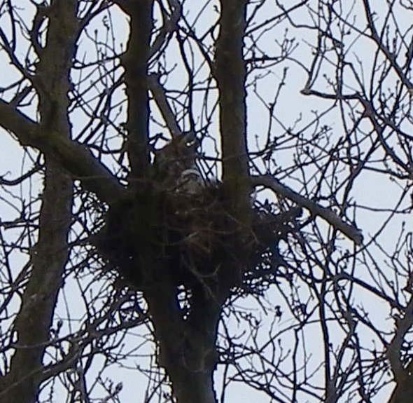 Great Horned Owl - ML632147876