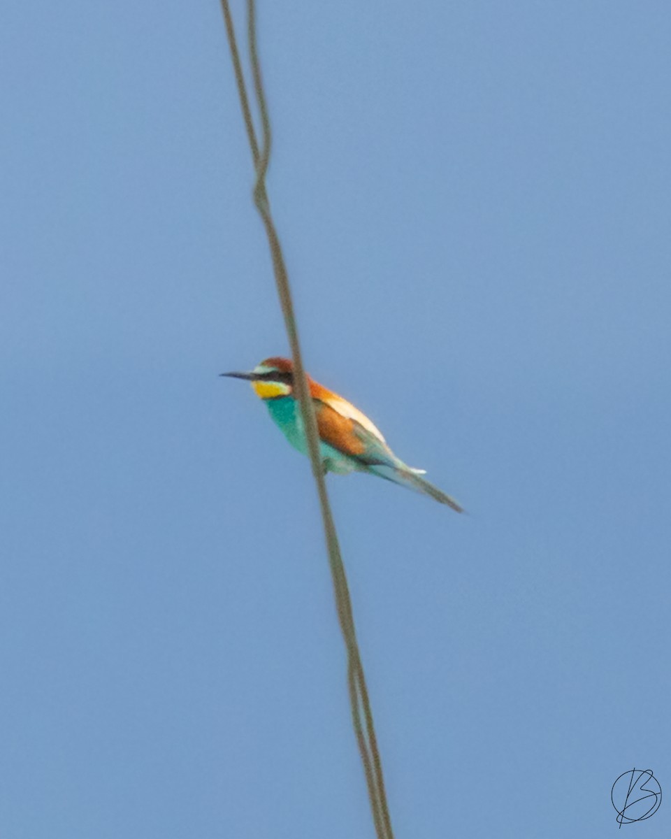 European Bee-eater - ML632147910