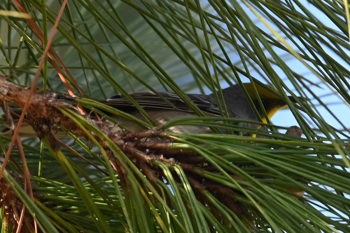 Olive-capped Warbler - ML632147913