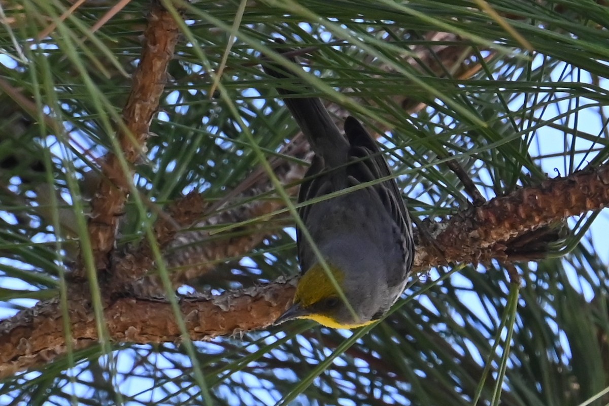 Olive-capped Warbler - ML632147961