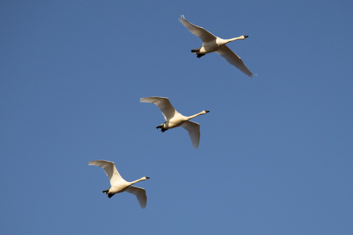 Trumpeter Swan - ML632148015