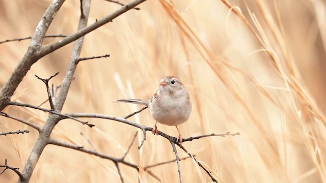 Field Sparrow - ML632148047