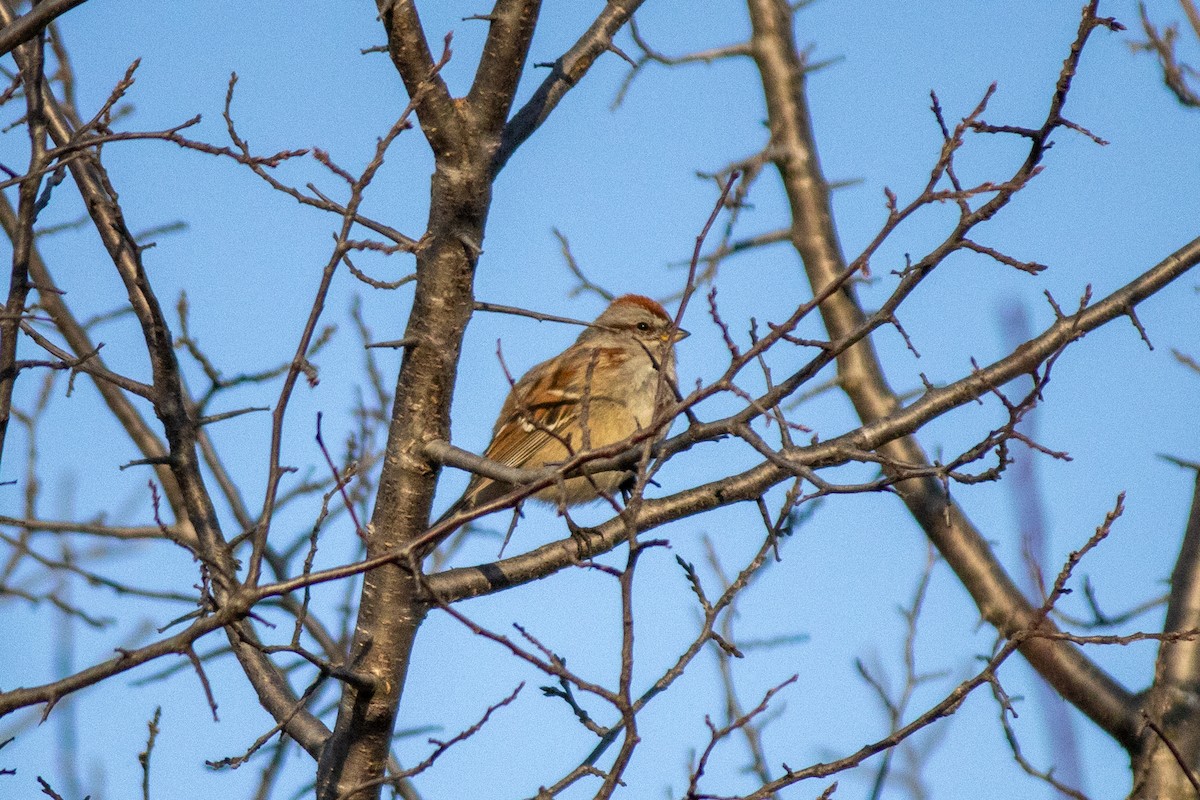 American Tree Sparrow - ML632148082