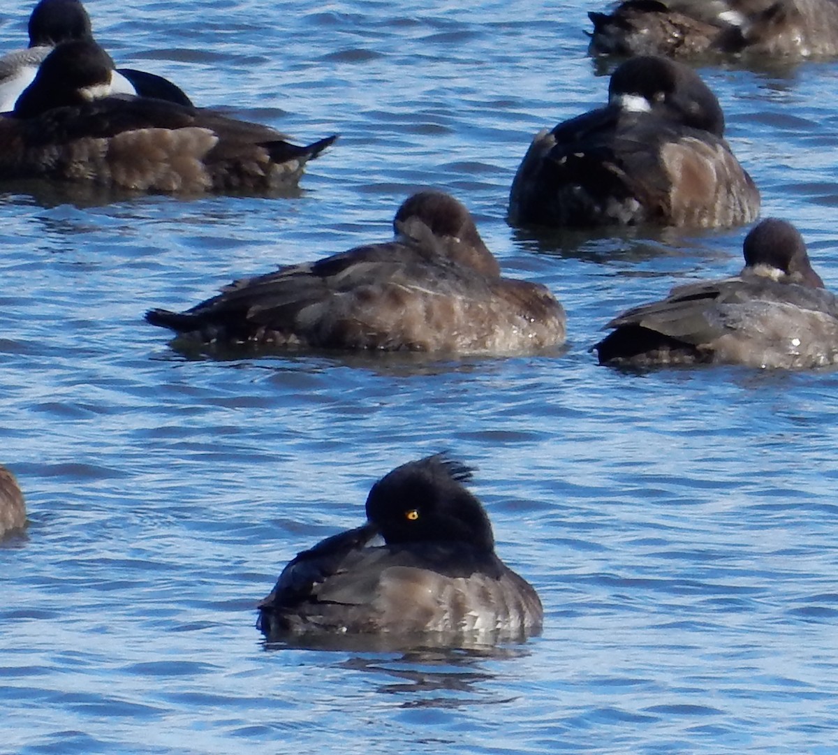 鳳頭潛鴨 - ML63214811