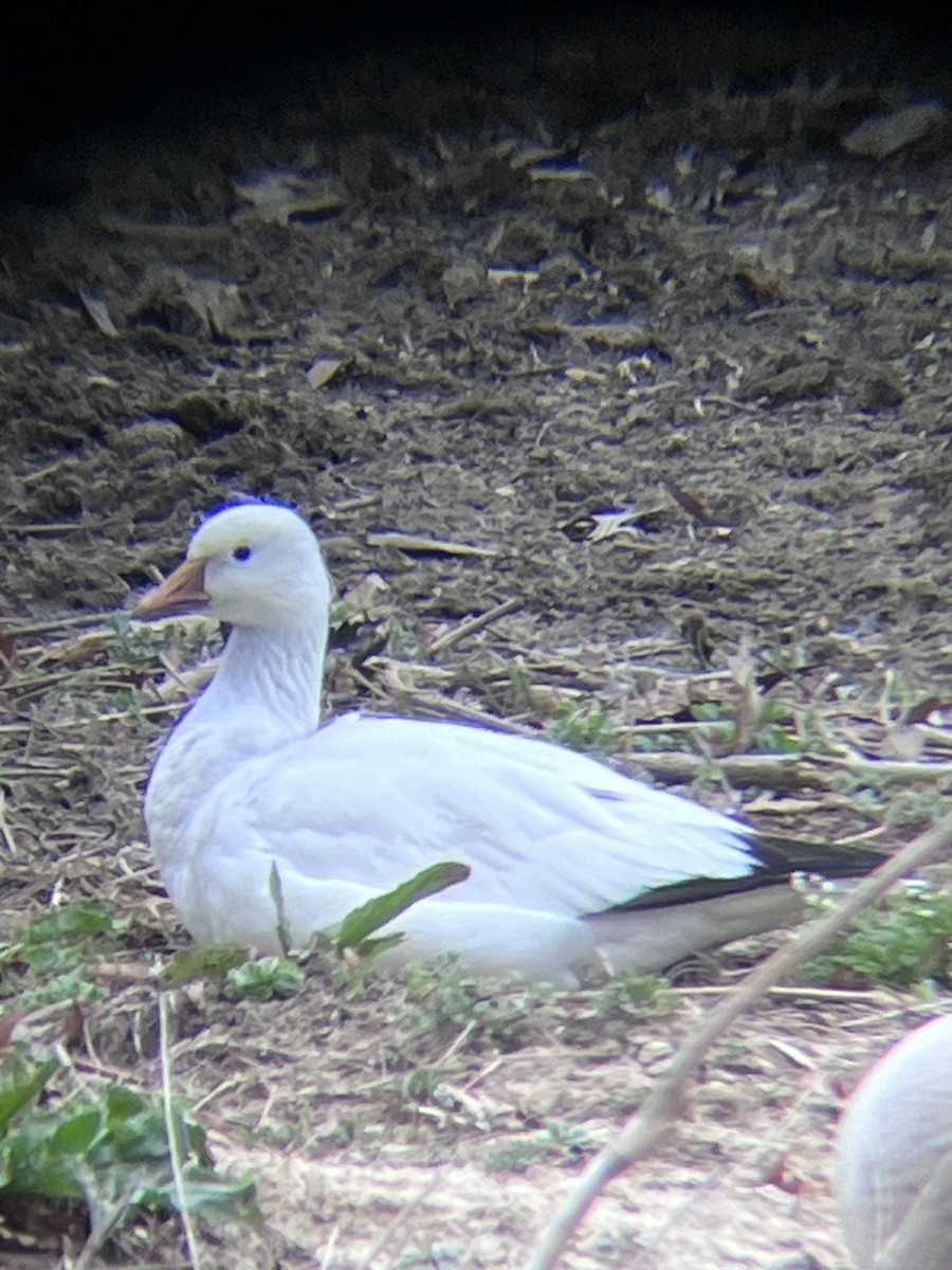 Ross's Goose - ML632148113