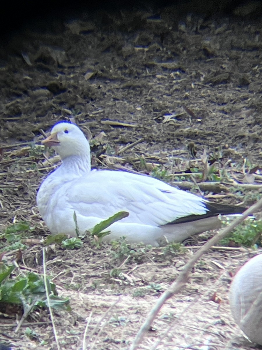 Ross's Goose - ML632148114