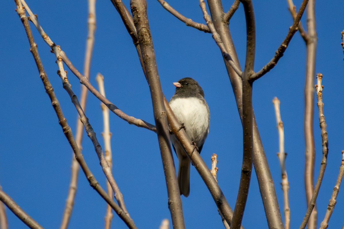 Dark-eyed Junco - ML632148129