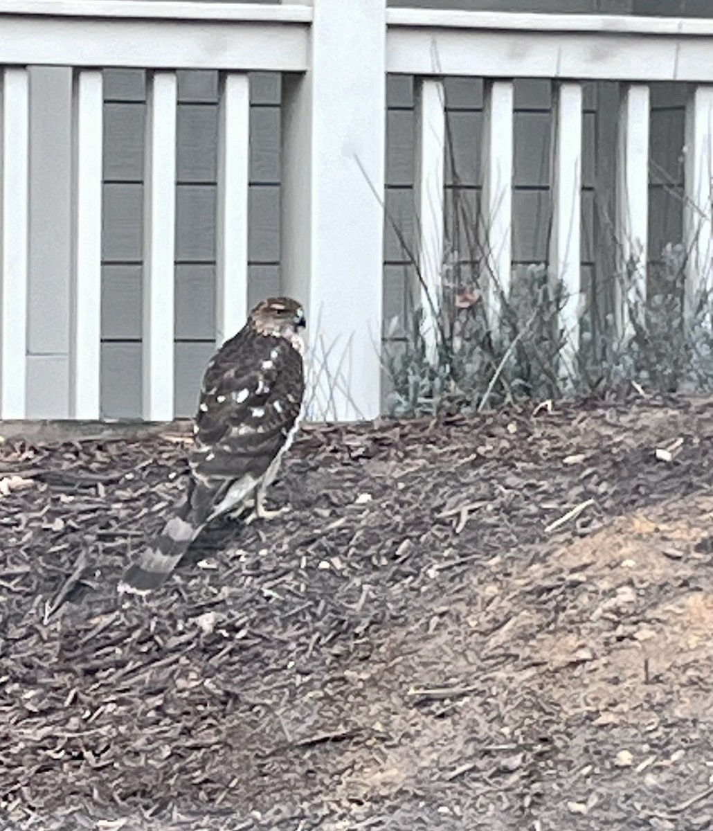 Cooper's Hawk - ML632148168