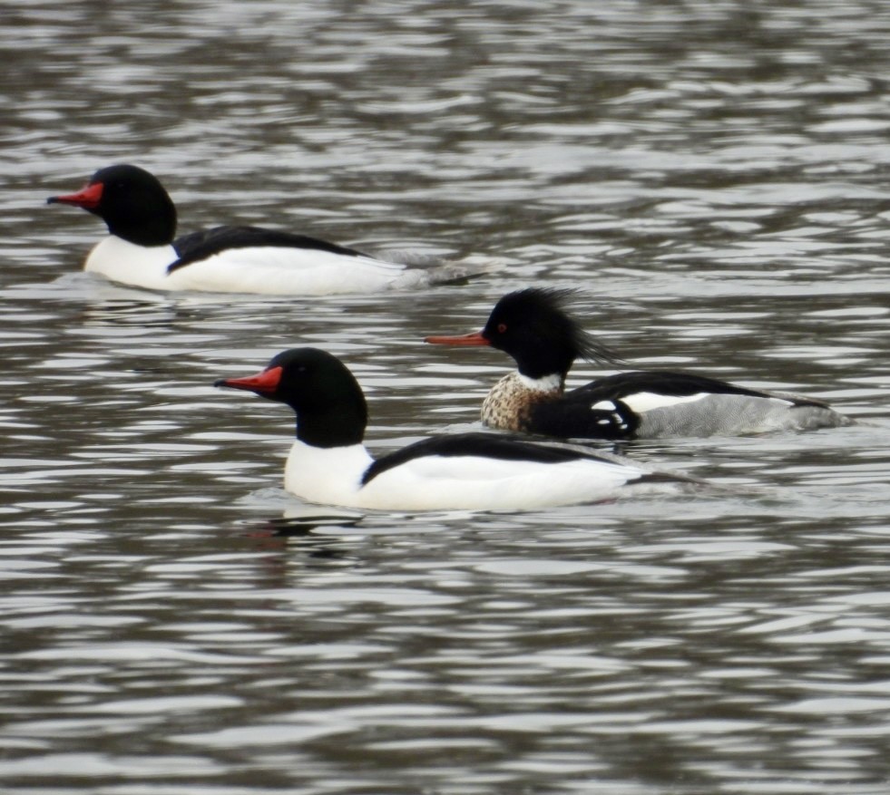Red-breasted Merganser - ML632148279
