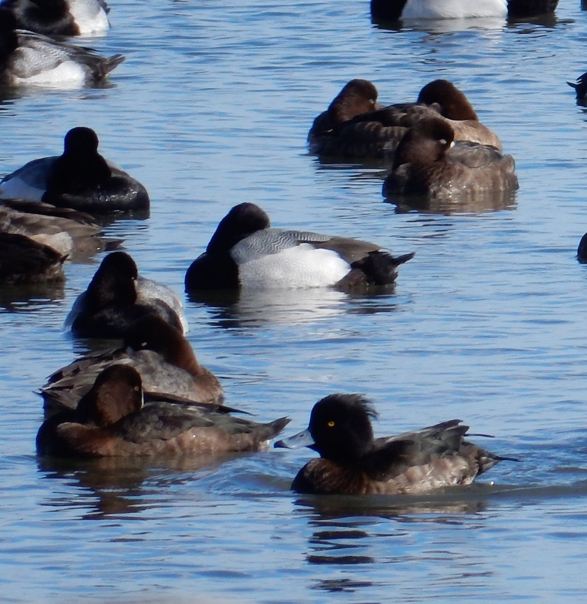 鳳頭潛鴨 - ML63214831