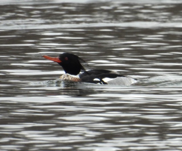 Red-breasted Merganser - ML632148360