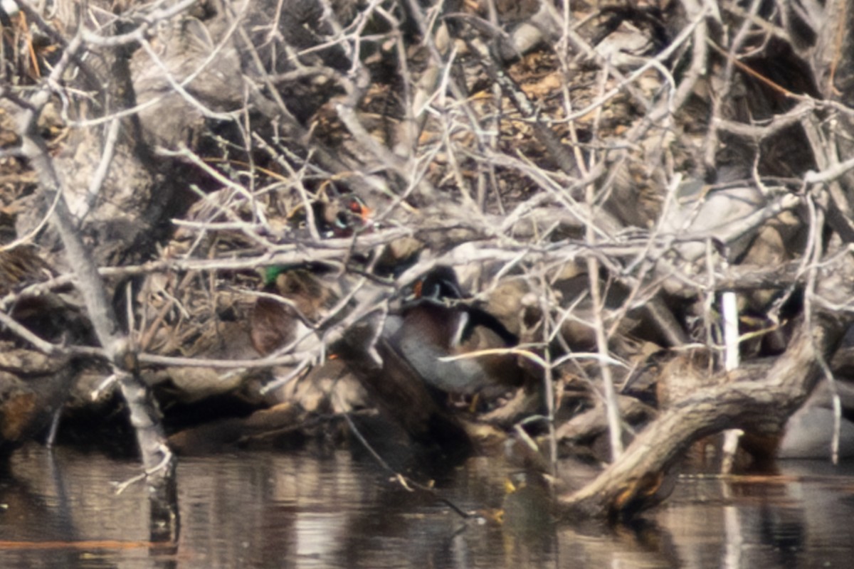 Wood Duck - ML632148443
